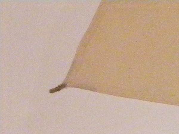 DSCF4022.JPG
