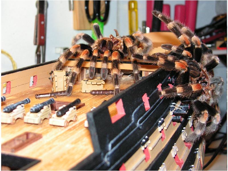 Spider attack Pic.JPG