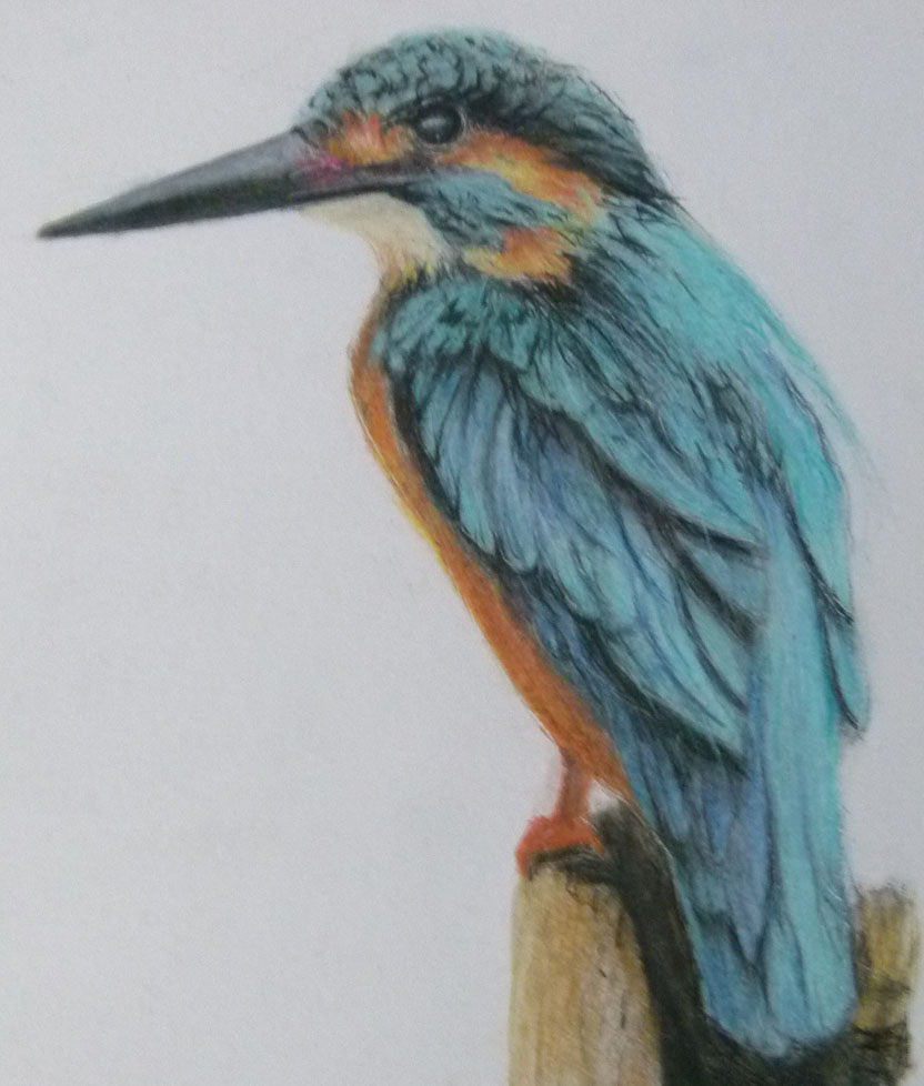 kingfisher.jpg