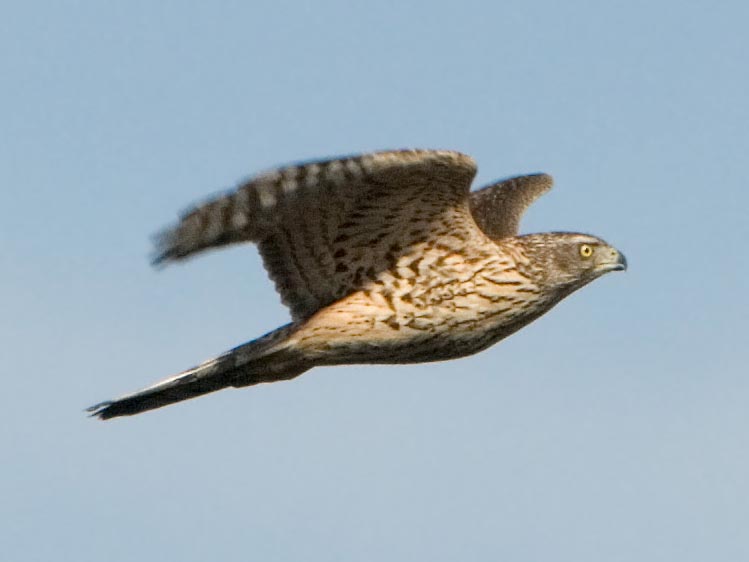 accipiter nisus3.jpg