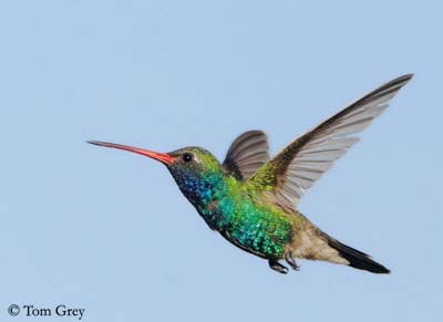 colibrì2.jpg
