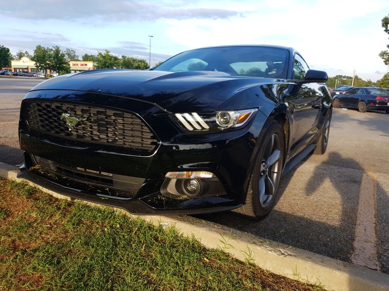 Mustang5.jpg