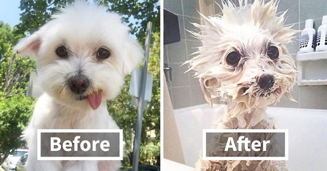 before and after.jpg